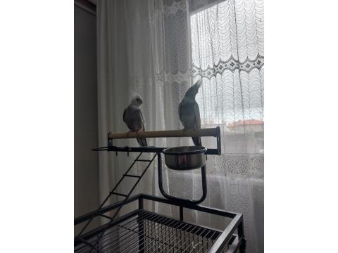 2 Adet Sultan Papağanı Ve Büyük Boy Kafeste Satılık