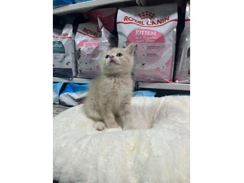 Irkının En İyi Örneklerinden British Yavrularımız Yuvaya Hazır