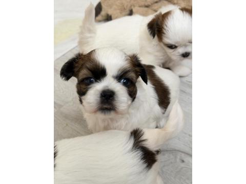 Kendi Shih Tzu Yavrularımız