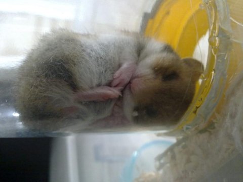 Yeni Doğan Gözleri Açılmak Üzere Suriye Hamsterlar