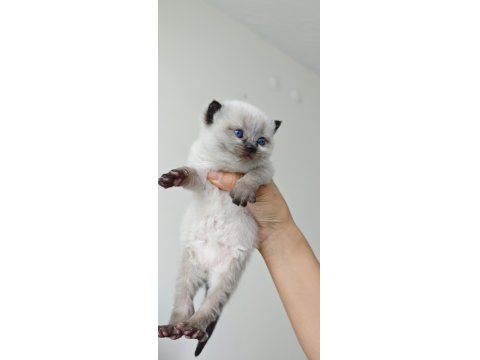 Scottish Blue Point Chocolate Point Yavruları