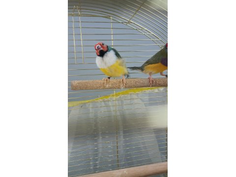 2025 Doğumlu Takım Gökkuşağı İspinozları