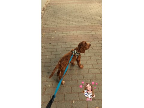 7.5 Aylik Maltipoo Yavrumuz