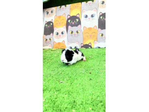 Ginepig 1 Aylık Yavru