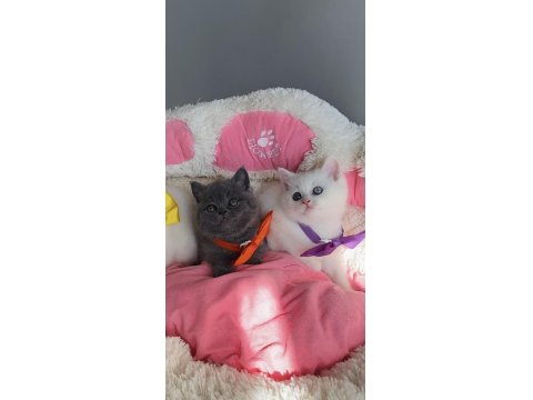 Nadir Bulunan Oddeyes Ve Blue British Bebeğim