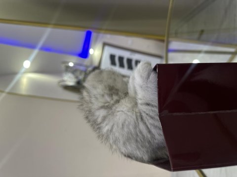 Şeker Gibi Scottish Fold Yavrular
