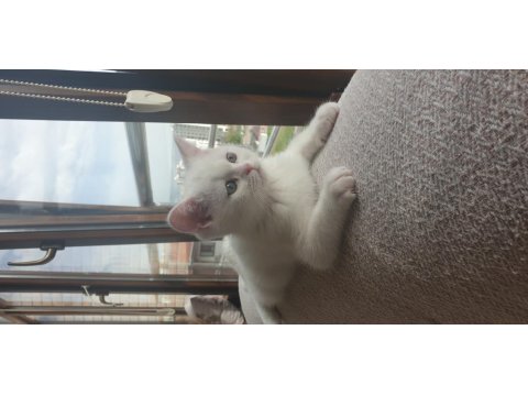 Güzeller Güzeli Maviş Kız Kedimiz