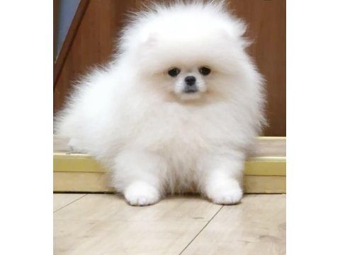 Bembeyaz Ayı Surat Pomeranian