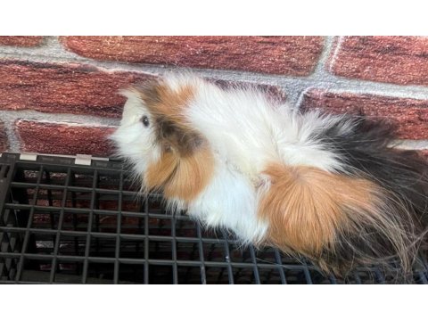 2 Yaşında Erkek Guinea Pig