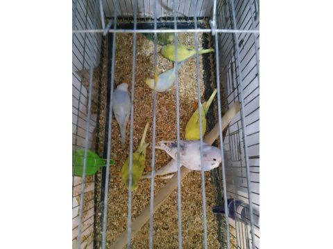 Ev Üretimi Muhabbet Kuşlar 9 Adet Yeni Yem Yemeye Başlamış Bebekler