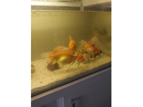 Balıklar Ve Akvaryum