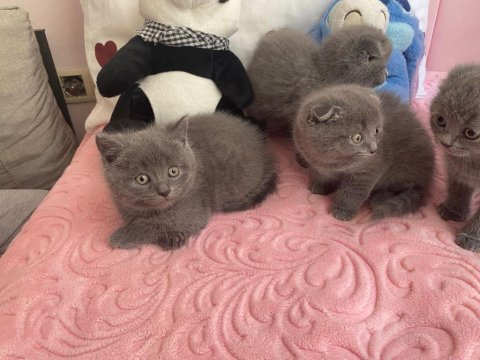 Bal Bebek Kediler Yeni Yuvalarını Arıyor