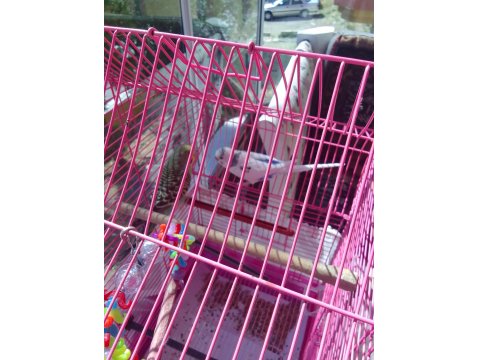 Bir Çift Muhabbet Kuşumuz