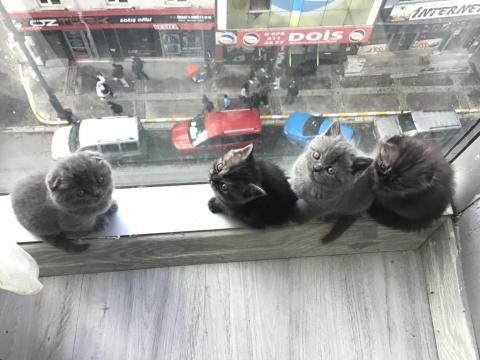 2 Aylık Yavru Scottish Fold Kedimiz