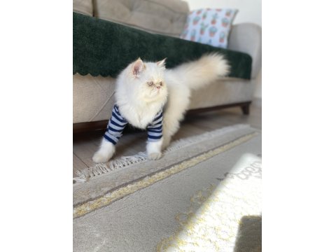 İran Persian Kedimiz
