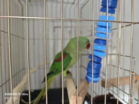Alexander Papağanı 9 Aylık Yarı Evcil