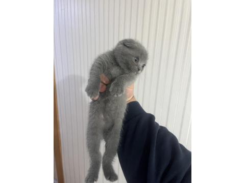 British Shorthair Safkan Kedimiz