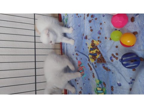 Yavru Bluepoint British Shorthair