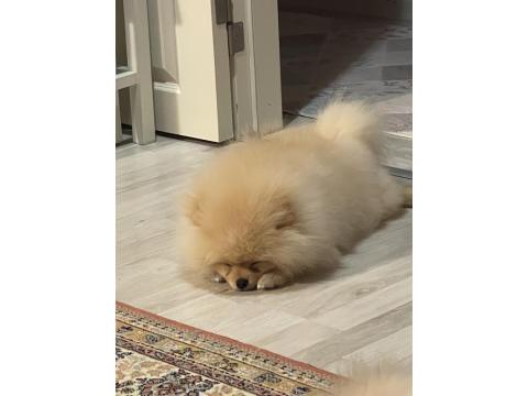 Pomeranian Boo 8 Aylık Erkek