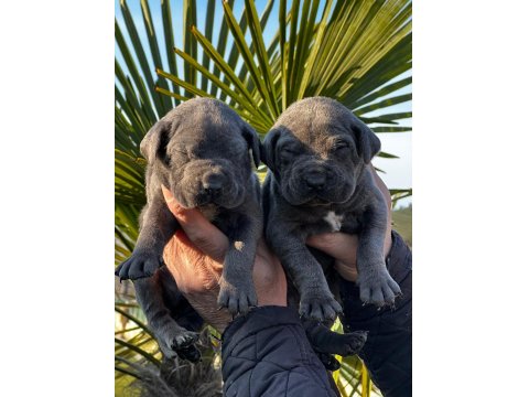 Yavru Cane Corso Almak İsteyenler İletişime Geçsin