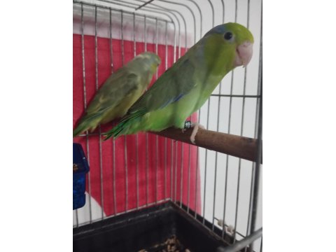 Yavru Forpus Papağanı Çiftimiz