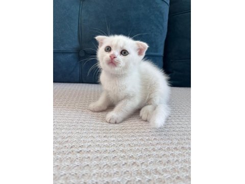 Kedimizi Sahiplendirme