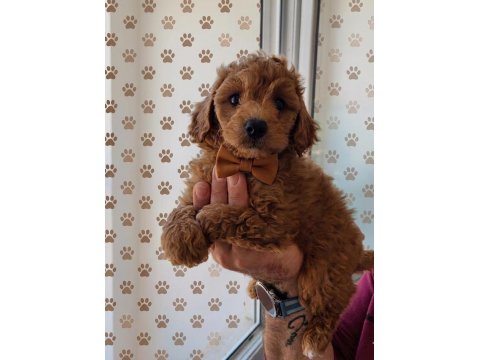 Aşılı Poodle Bebekler