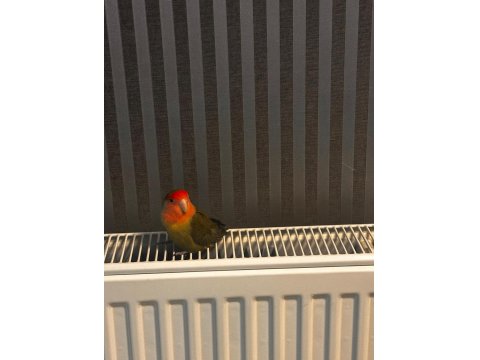 5 Aylık Dişi Sevda Papağanı