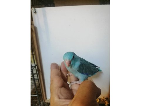 Asforpus Mutasyon Forpus Papağanı