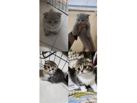 Scottish Fold Yavrularımıza Yuva Arıyoruz