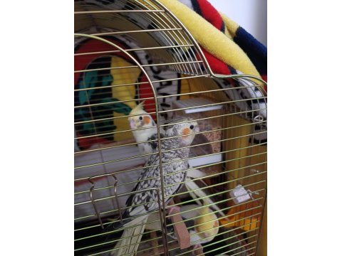 Ele Alışkın Isırma Bilmezler Evcil Çok Güzel Çift Sultan Papağanı