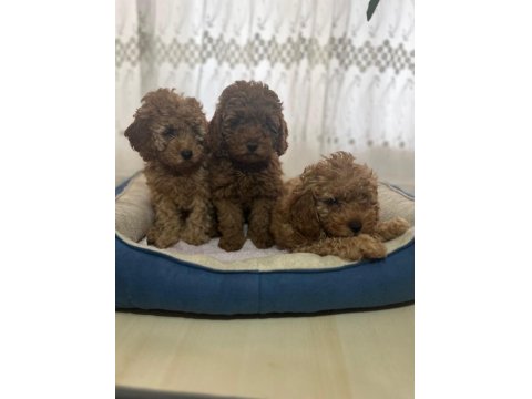 Irk Ve Kg Garantili Toy Poodle Bebeklerimiz