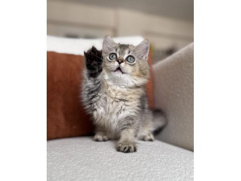 Mükemmel Kalite Golden Ny25 British Longhair