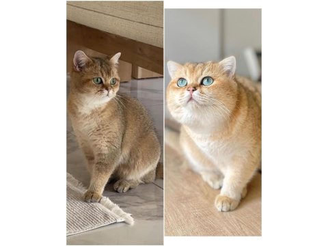 Golden British Longhair Yavrular