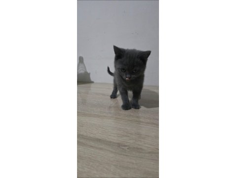 İki Buçuk Aylık Dişi Ve Erkek Yavru Kedimiz