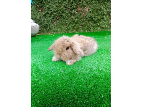 Hollanda Teddy Lop Tavşanlar