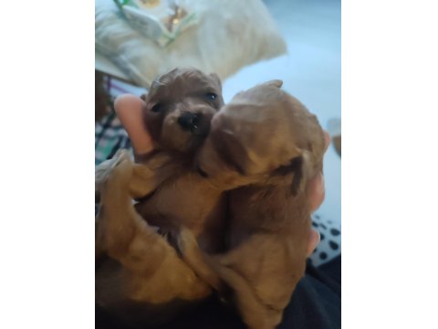 1 Aylık Erkek Toy Poodle Yavru