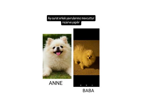 Süt Beyaz Ayı Surat Pomeranian Boo Anne Bana Kalitelidir