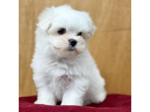 Dünya Tatlısı Maltese Yavruları