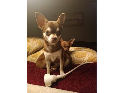 Şivava Köpeğimiz Yeni Yuva Arıyor