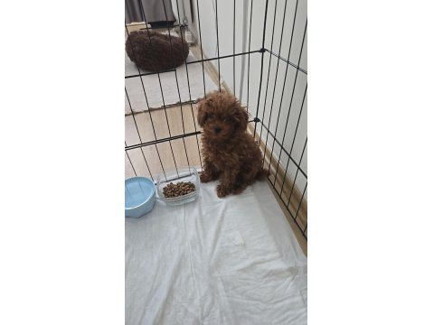 Redbrown Orijinal Teacup Baby Face Poodle İkizler