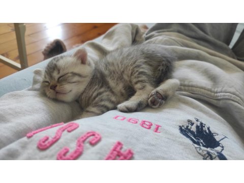 2 British Shorthair 1 Tane Scottish