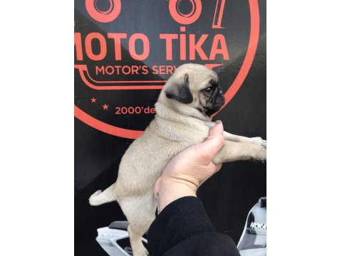 Kaliteli Pug Yavru İsteyene Yardımcı Olurum