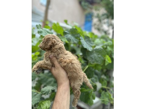 Poodle Bebek