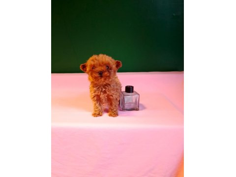 Lekesiz Teacup Poodle Yavrularımız