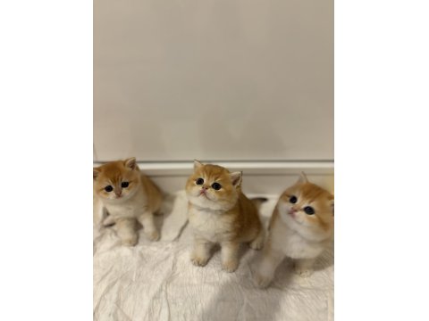 British Golden Ny12 British Shorthair Yavrular