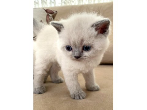 Safkan British Shorthair Yavruları