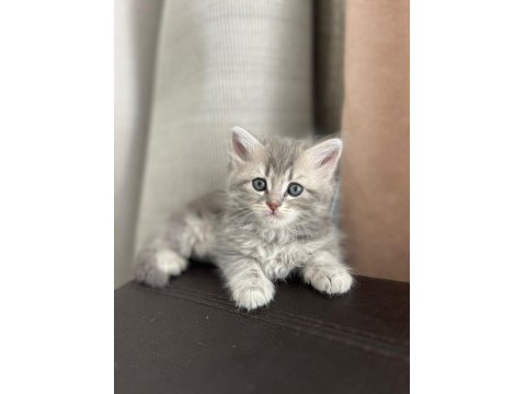 5 British Yavru British Shorthair Kedimiz Yeni Yuvaya Hazır