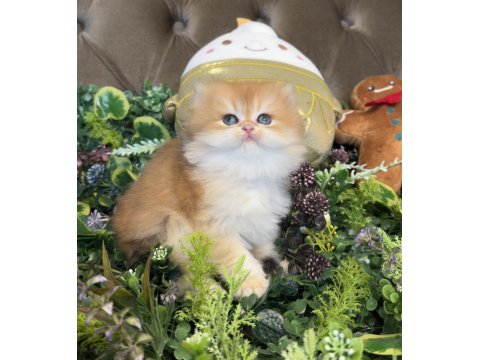 Yüksek Kalite Ny12 Golden British Longhair