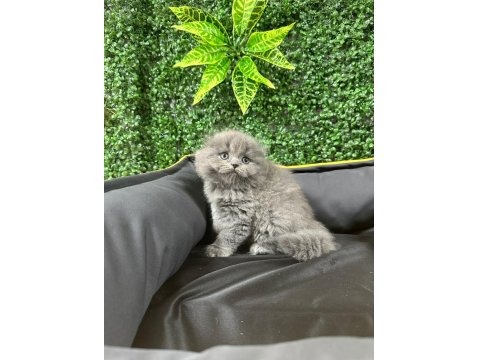 A Kalite Scottish Fold Ayı Surat Yavrumuz